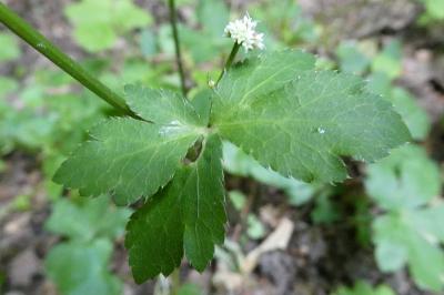 <i>Sanicula europaea</i>
