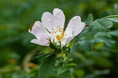 <i>Rosa canina</i>