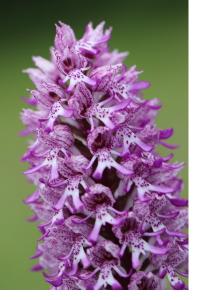 <i>Orchis x angusticruris</i>