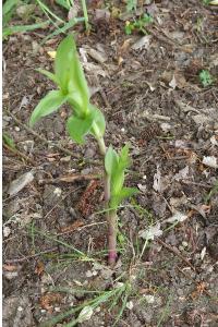 <i>Epipactis helleborine</i>