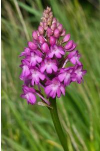 <i>Anacamptis pyramidalis</i>