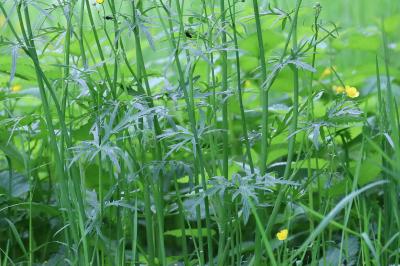 <i>Ranunculus acris</i>