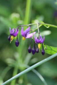 <i>Solanum dulcamara</i>