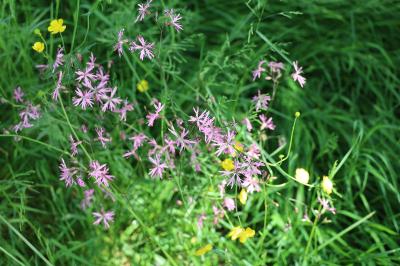 <i>Lychnis flos-cuculi</i>