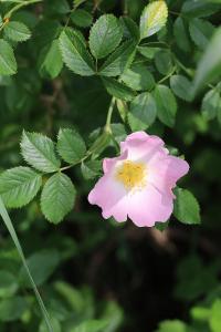 <i>Rosa canina</i>