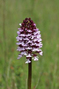 <i>Orchis purpurea</i>