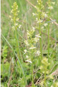 <i>Platanthera chlorantha</i>