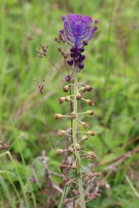 <i>Muscari comosum</i>