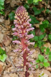 <i>Orobanche hederae</i>