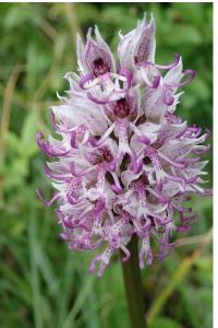 <i>Orchis simia</i>