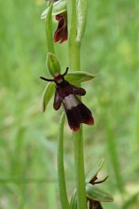<i>Ophrys insectifera</i>
