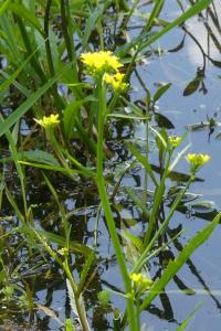 <i>Rorippa amphibia</i>