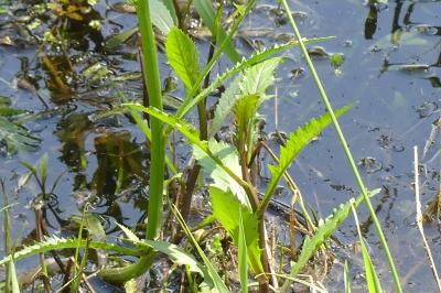 <i>Rorippa amphibia</i>