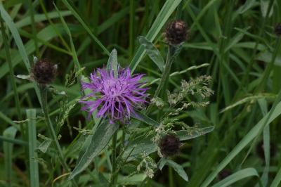 <i>Centaurea</i>