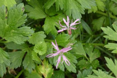 <i>Lychnis flos-cuculi</i>