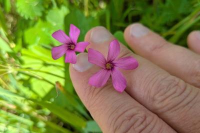<i>Oxalis articulata</i>