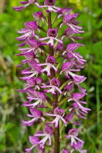 <i>Orchis x angusticruris</i>
