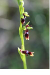 <i>Ophrys insectifera</i>
