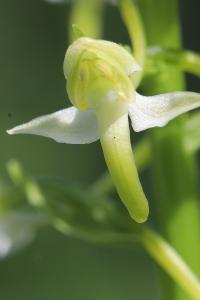 <i>Platanthera chlorantha</i>