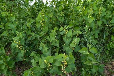 <i>Aristolochia clematitis</i>