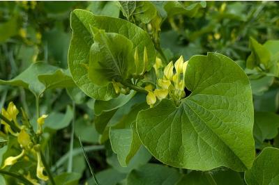 <i>Aristolochia clematitis</i>