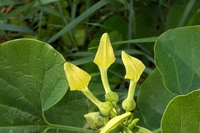 <i>Aristolochia clematitis</i>
