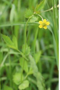 <i>Geum urbanum</i>