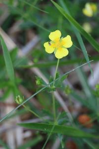 <i>Potentilla erecta</i>
