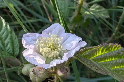 <i>Rubus</i>