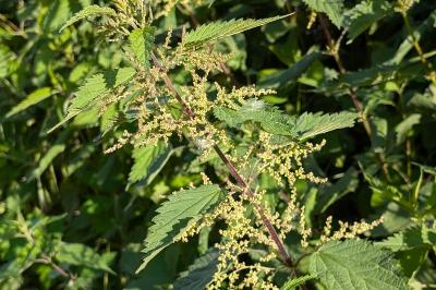 <i>Urtica dioica</i>