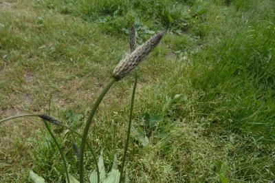 <i>Plantago lanceolata</i>