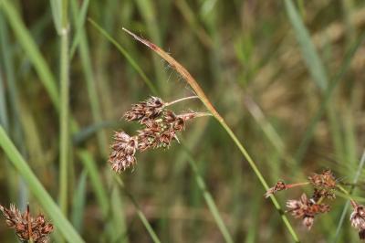 <i>Luzula multiflora</i>