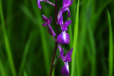<i>Anacamptis laxiflora</i>
