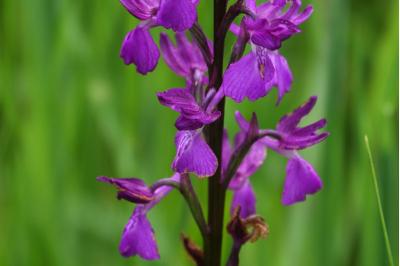 <i>Anacamptis laxiflora</i>
