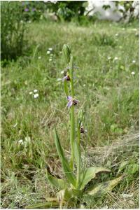 <i>Ophrys apifera</i>