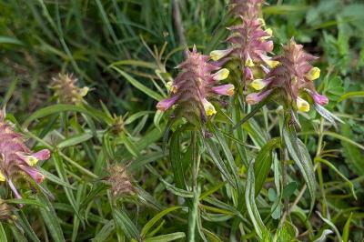<i>Melampyrum cristatum</i>
