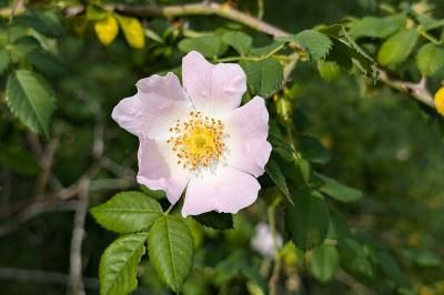 <i>Rosa canina</i>