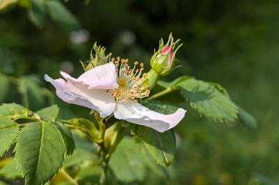 <i>Rosa canina</i>