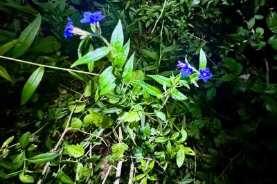 <i>Aegonychon purpurocaeruleum</i>