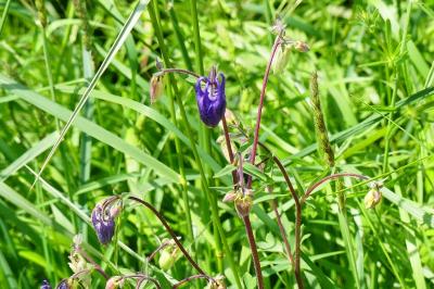 <i>Aquilegia vulgaris</i>