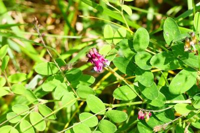 <i>Lathyrus niger</i>