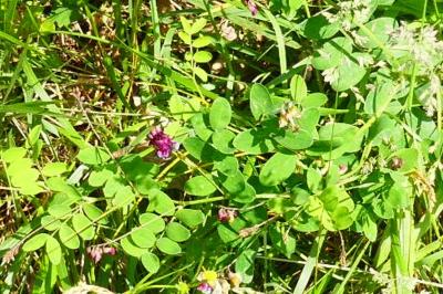 <i>Lathyrus niger</i>