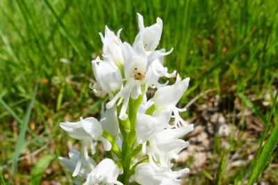 <i>Orchis simia</i>
