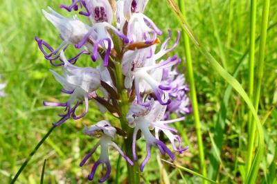 <i>Orchis simia</i>