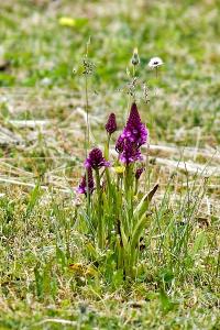 <i>Anacamptis pyramidalis</i>
