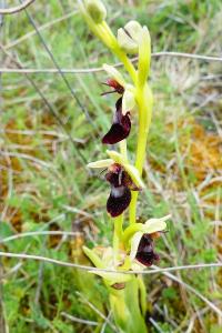 <i>Ophrys insectifera</i>