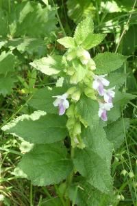 <i>Melittis melissophyllum</i>