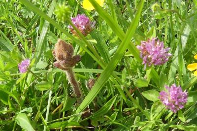 <i>Orobanche minor</i>