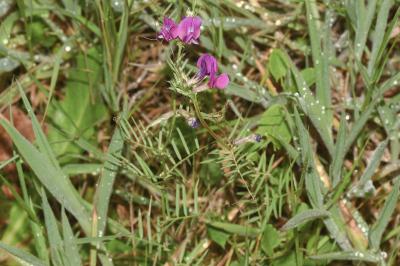 <i>Vicia angustifolia</i>