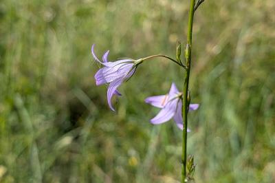 <i>Campanula rapunculus</i>
